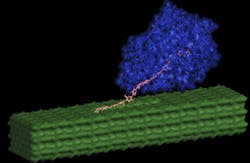 Enzyme for Biomass Enzyme for Biomass