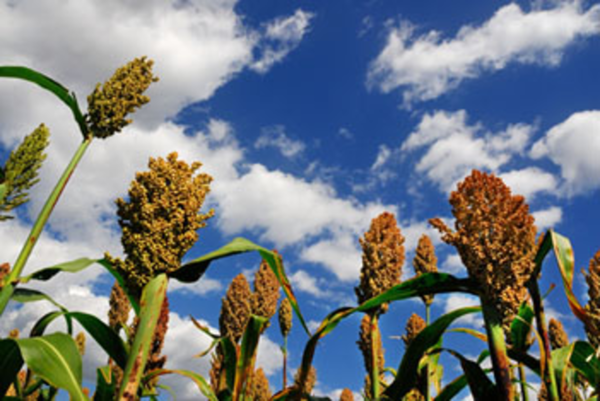 Sorghum Biomass Liang Zhang/Getty Images/ThinkStock