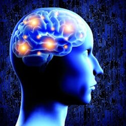 Fig 3 Human Brain Web 300x300 Fig 3 Human Brain Web 300x300